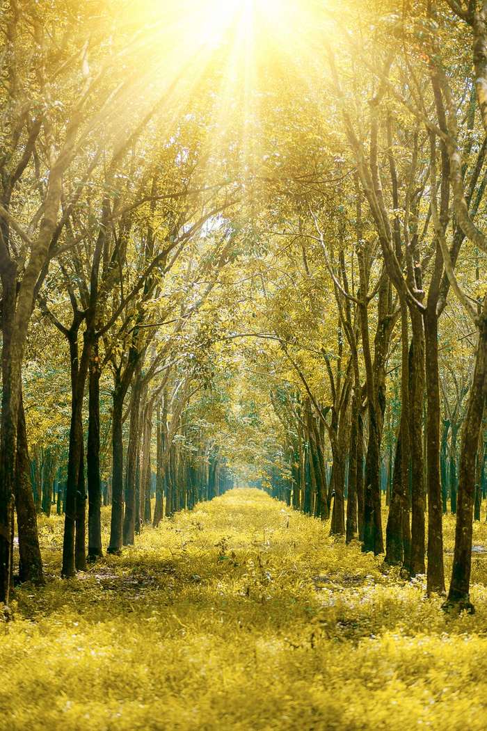 A sunlit path through the trees